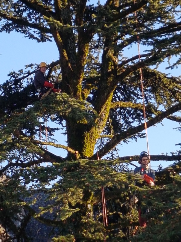 Elagage taille et soin des arbres la charmille paysagiste