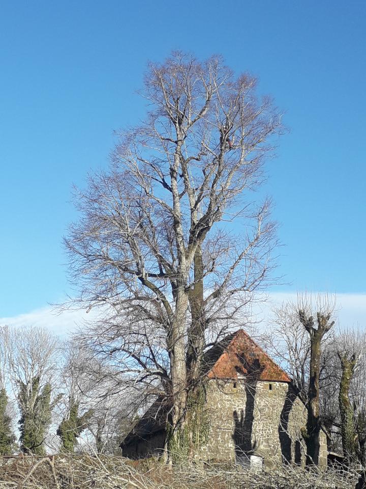 élagage arbre la charmille paysagiste