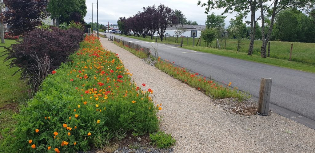 aménagement anglards de salers: semis gazon fleuris, pose de clôture ganivelle et de potelets la charmille paysagiste