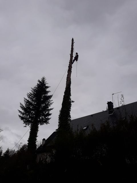 élagage génie végétal lacharmille paysagiste mauriac saint bonnet de salers