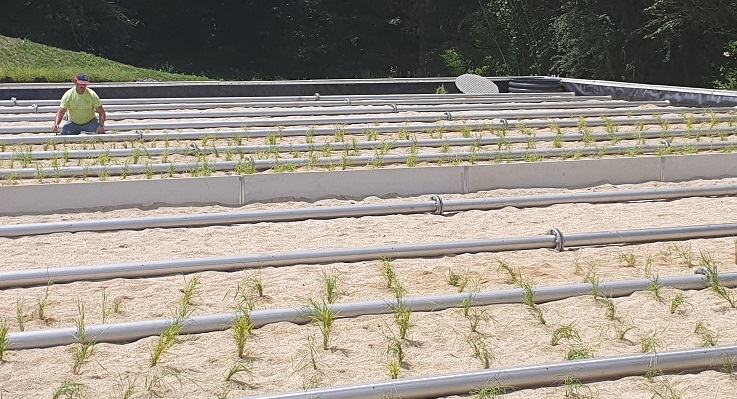 plantation filtre en phragmites station d'épuration la charmille paysagiste mauriac salers